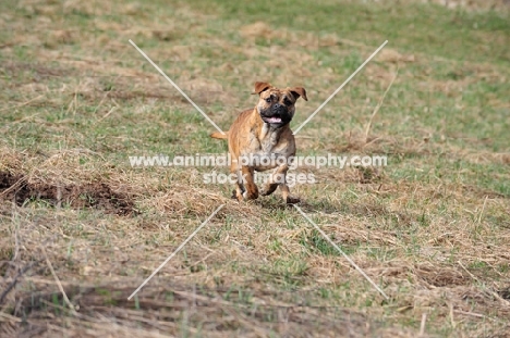 Continental Bulldog running