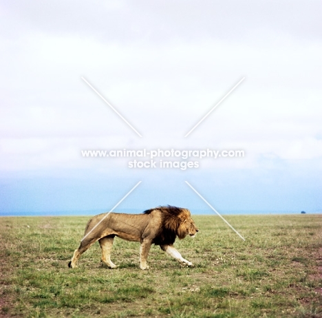 Lion walking in the African Savannah, amboseli national  park 