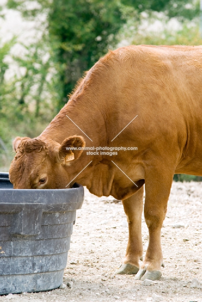 limousin cow drinking