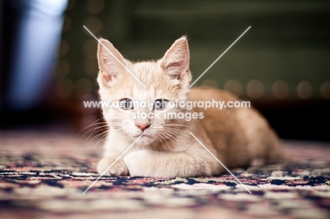 Kitten laying on carpet