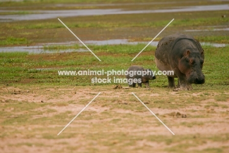 Mother and Baby Hippo near to shallow lake in Amboseli, Kenya