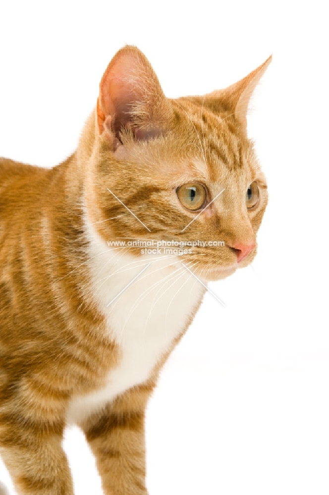 ginger tabby cat isolated on a white background