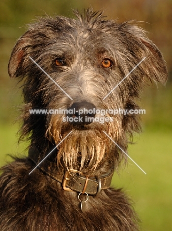 Deerhound portrait