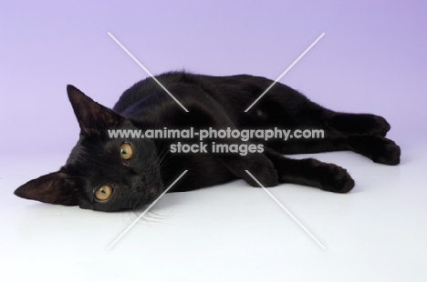 bombay cat lying down on purple background