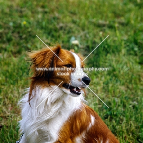 kooikerhondje head study