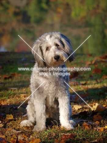 clipped Bearded Collie looking at camera