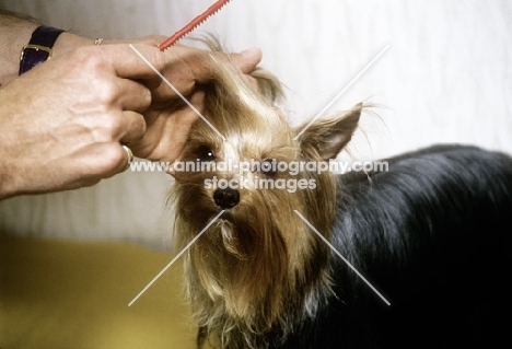 grooming a yorkshire terrier, combing topknot 