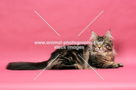 brown tabby Maine Coon on pink background, lying down