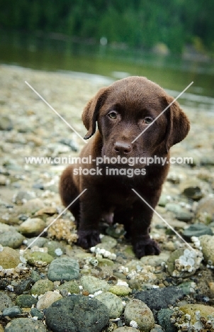 Chocolate Labrador Retriever puppy sitting 