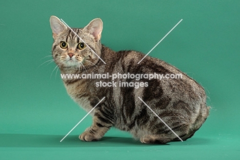 Silver Classic Tabby Manx cat, Faerietail Grace Hanadarko