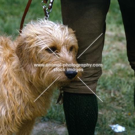 styrian mountain hound head study standing with owner