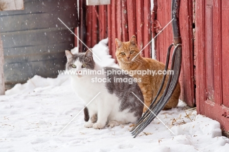 two farm cats in winter