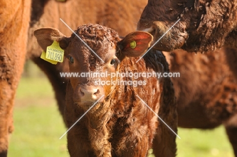 Devon calf