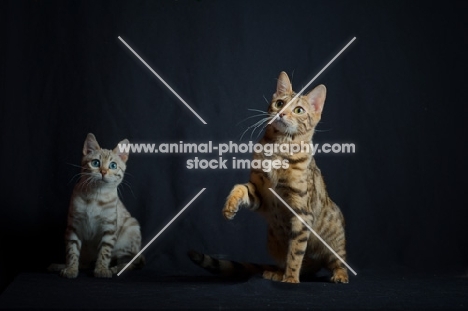 two young bengal cats sitting, one with front leg up, studio shot on black background