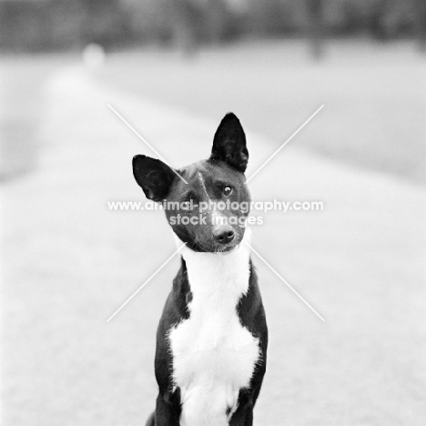 black and white  basenji 