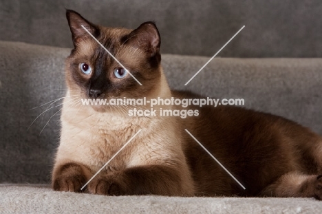 chocolate point siamese cat lying on carpeted stairs