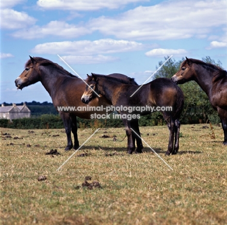 Redsyke and foal Blackthorn Sea Pink, 2 Exmoor mares and a foal