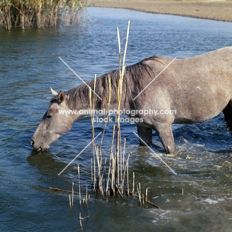 tersk filly standing in water, drinking, at stavropol stud, Russia