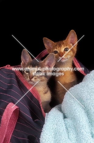 lilac and chocolate aby kittens in a bag