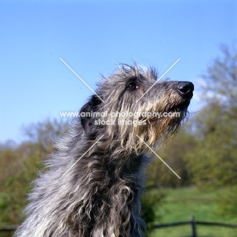 am ch cruachan barbaree olympian, deerhound portait