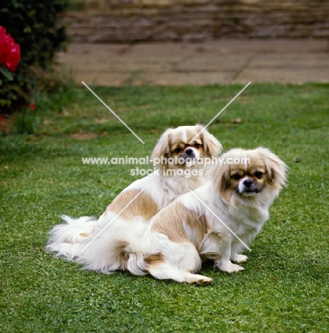  velrock lu-tsang at braeduke & velrock la-tru at braeduke two tibetan spaniels sitting on grass 