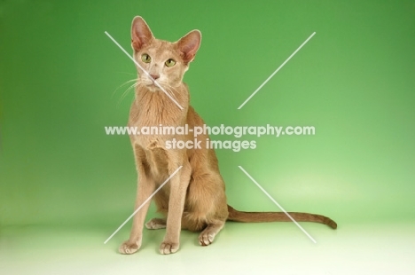 fawn oriental shorthair cat, sitting down