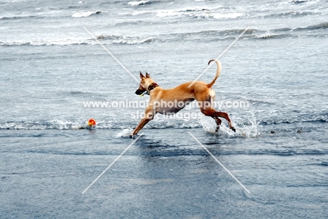 Lurcher on retrieving on beach, all photographer's profit from this image go to greyhound charities and rescue organisations