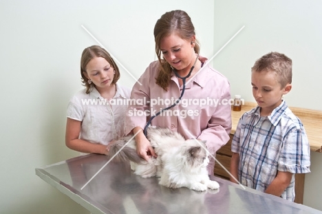 Ragdoll cat at vets