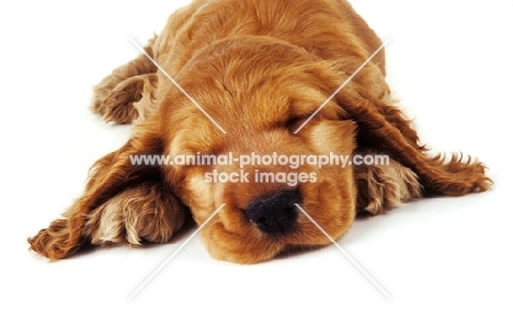 cocker spaniel pup sleeping