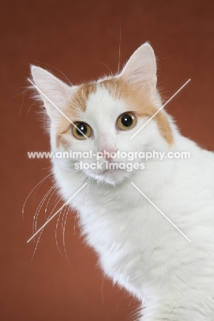 Turkish Van looking at camera