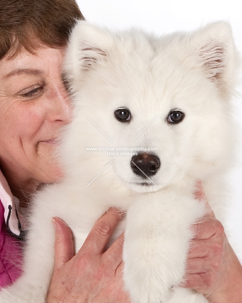 samoyed with woman