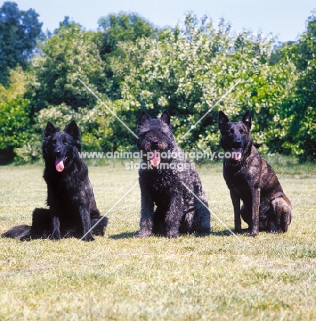 three Dutch Shepherd Dogs showing smooth coat, wire coat and long coat