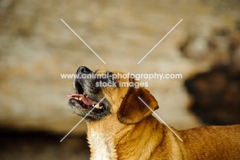 Puggle looking up (beagle cross pug)