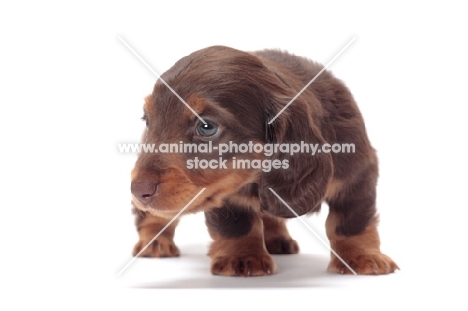 cute longhaired miniature Dachshund puppy in studio