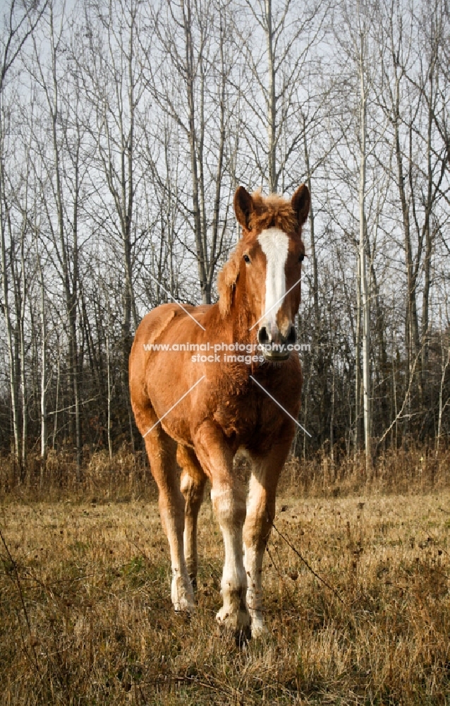 5 month old Belgian filly walking towards camera