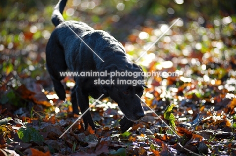 black labrador retriever in a forest
