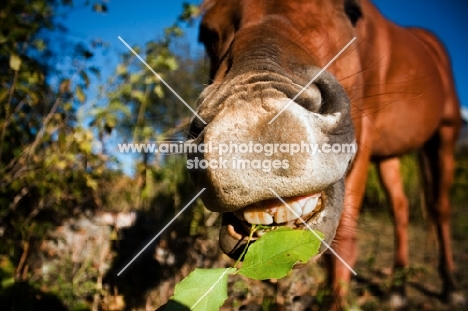 canadian sport horse eating leaf