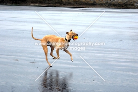 Lurcher retrieving on beach, all photographer's profit from this image go to greyhound charities and rescue organisations