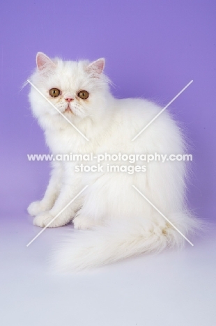 orange eyes white Persian on light purple background