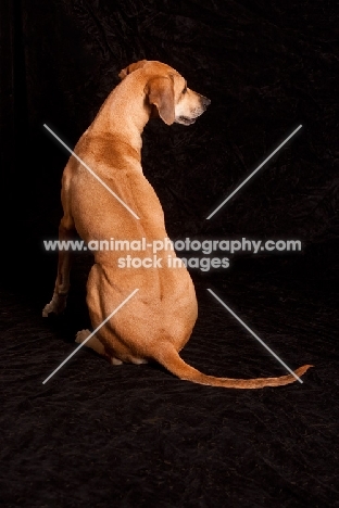 Rhodesian Ridgeback, back view on black background