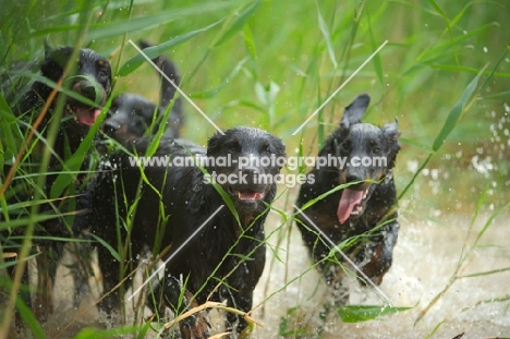 Four happy Beauceron in a pond running through tall grass
