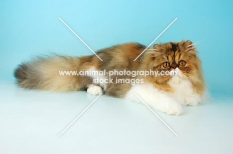 tortie tabby and white persian cat, lying down