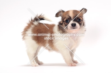 cute longhaired Chihuahua puppy standing on white background