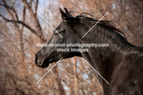 Egyptian Arabian profile