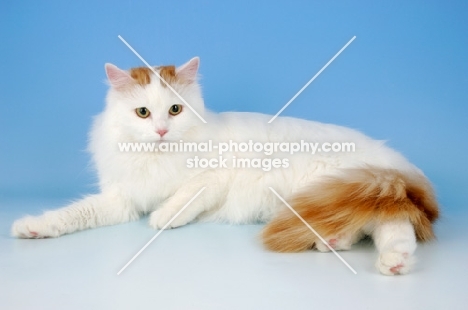 turkish van cat lying down