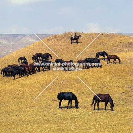 Kabardines, taboon of stallions and colts with cossack in Caucasus mountains