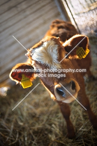 young bull looking at camera