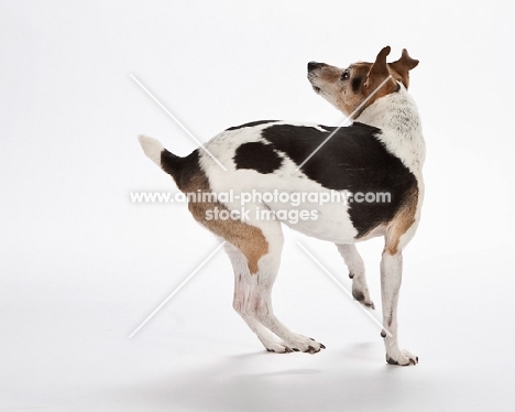 jack russell terrier, turning
