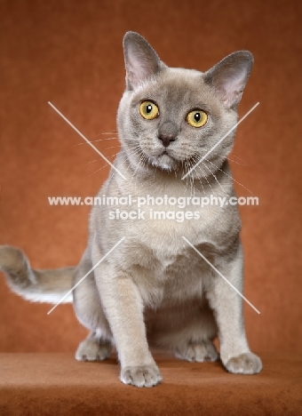 American Burmese