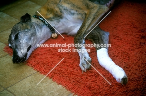 greyhound with bandaged leg resting on rug